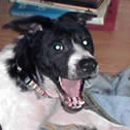 Mazie Weezie was adopted in March, 2006